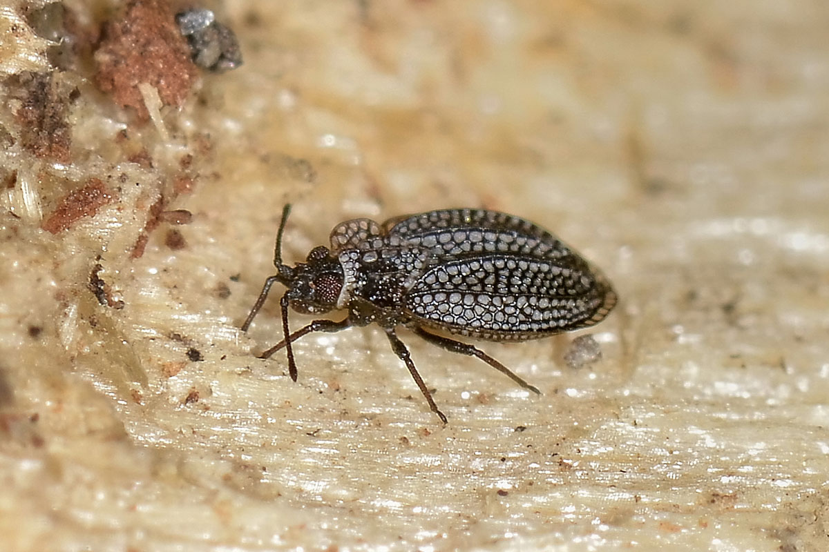 Tingidae: Acalypta sp?  S, Acalypta marginata